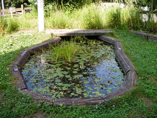 水生植物観察池リフォーム前