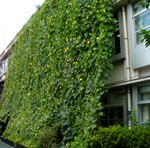 建物を覆う緑のカーテン