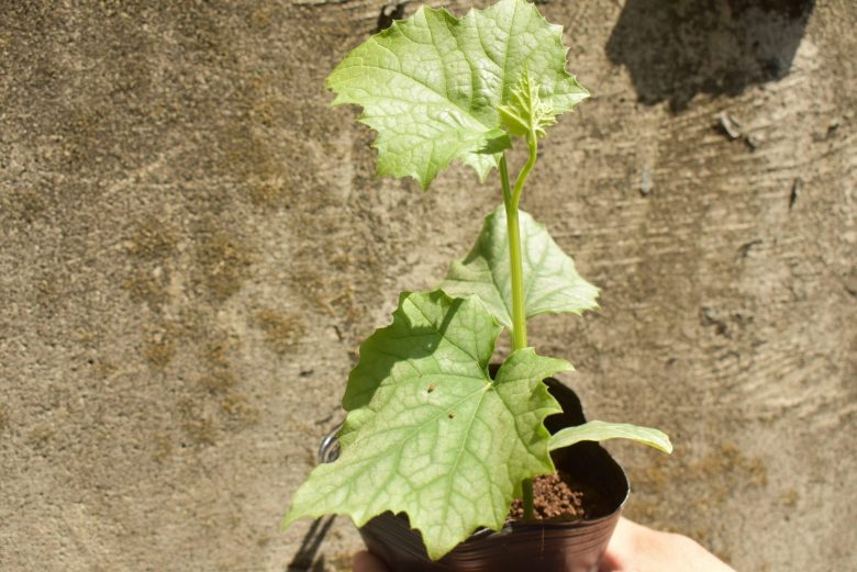 水研クリエイト株式会 緑のカーテン 適した植物