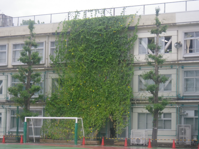 滝野川第５小学校緑のカーテン