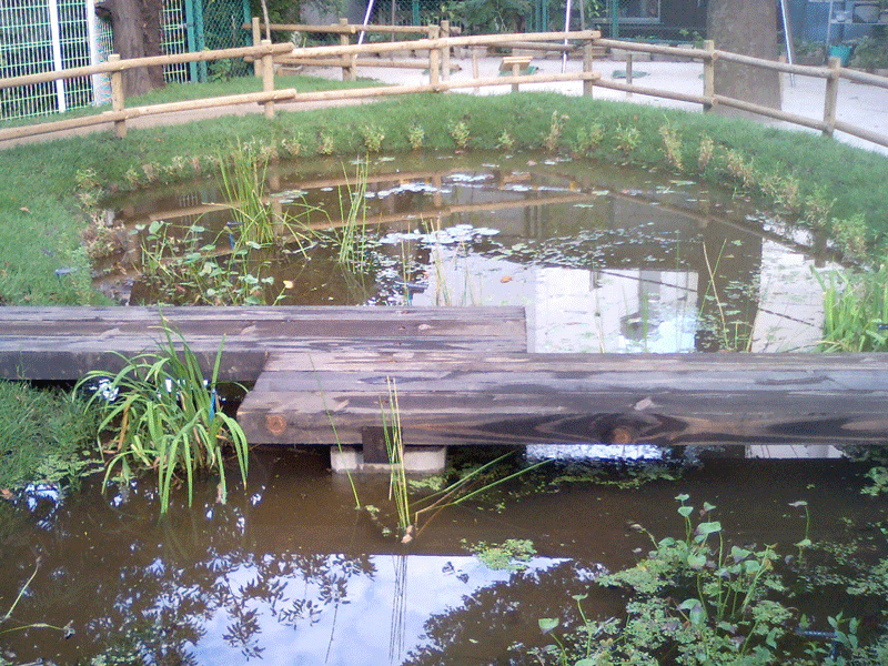 赤羽幼稚園ビオトープ　池