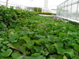 屋上サツマイモ緑化のイメージ