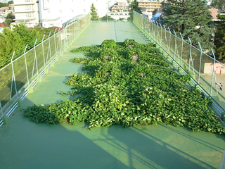屋上サツマイモ緑化の事例