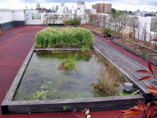 屋上緑化雨水池の全景